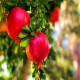 Саженцы Граната в Ейске — урожайные сорта!