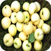 Яблоня "Белый Налив" 